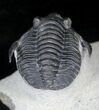 Diademaproetus Trilobite With Free Standing Genals #20746-4